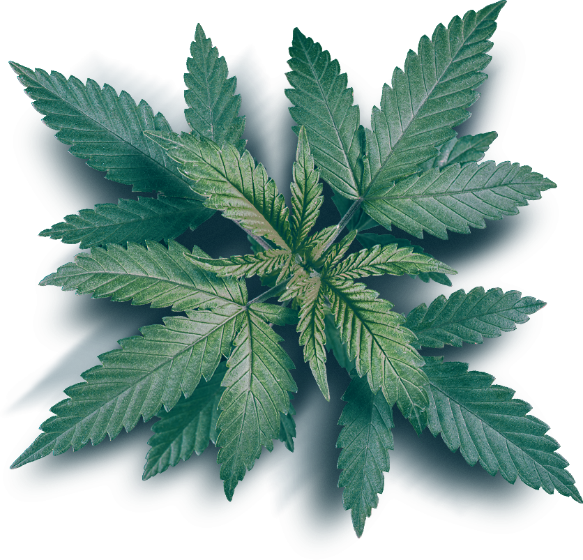 PotAround Products